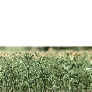 Busch HO Corn Field